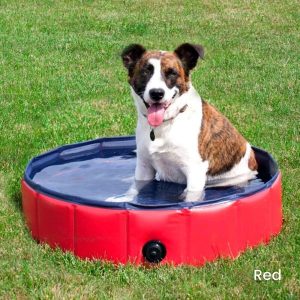 Dog Swimming Pool