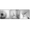 Botanical dandelions 3 Sets Black Frame Canvas Wall Art – 50×50 cm