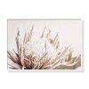 Pure Protea II White Frame Canvas Wall Art – 50×70 cm