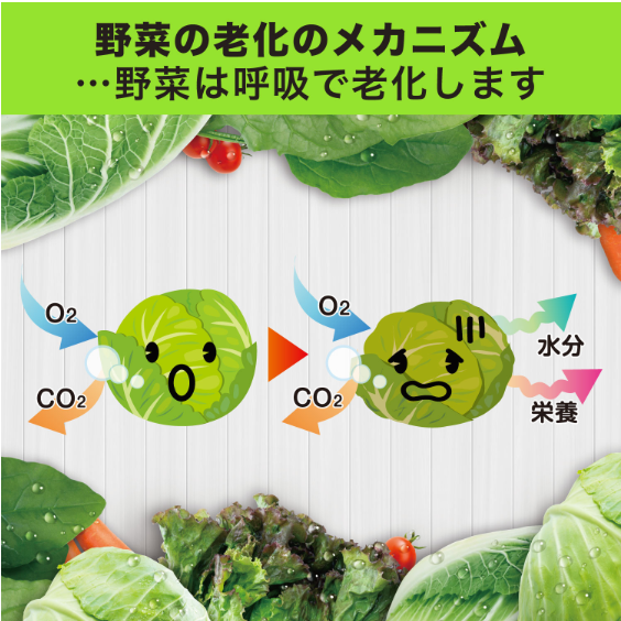 [6-PACK] Japan Refrigerate Vegetables for Long-term Preservation