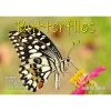 Butterflies – 2024 Rectangle Wall Calendar 16 Months Colorful Butterfly Photos