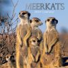 Meerkats – 2024 Square Wall Calendar Pets Animals 16 Months Premium Planner Gift