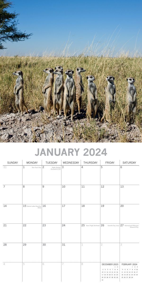 Meerkats – 2024 Square Wall Calendar Pets Animals 16 Months Premium Planner Gift