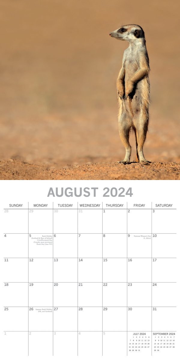 Meerkats – 2024 Square Wall Calendar Pets Animals 16 Months Premium Planner Gift