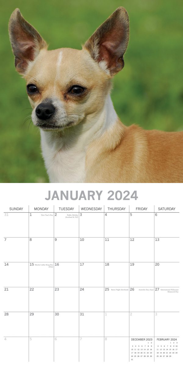 Chihuahuas 2024 Square Wall Calendar Pets Dog 16 Months Premium Planner New Year