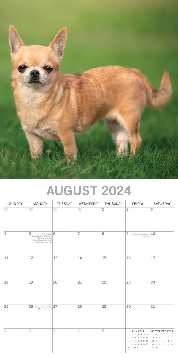 Chihuahuas 2024 Square Wall Calendar Pets Dog 16 Months Premium Planner New Year