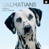 Dalmatians 2024 Square Wall Calendar Pets Dog 16 Months Premium Planner New Year