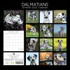 Dalmatians 2024 Square Wall Calendar Pets Dog 16 Months Premium Planner New Year