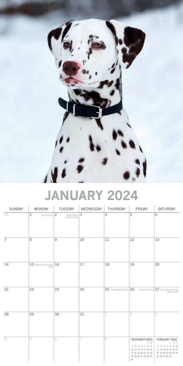 Dalmatians 2024 Square Wall Calendar Pets Dog 16 Months Premium Planner New Year