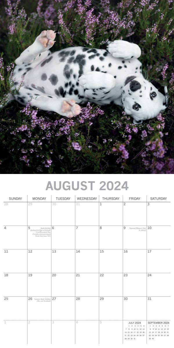 Dalmatians 2024 Square Wall Calendar Pets Dog 16 Months Premium Planner New Year