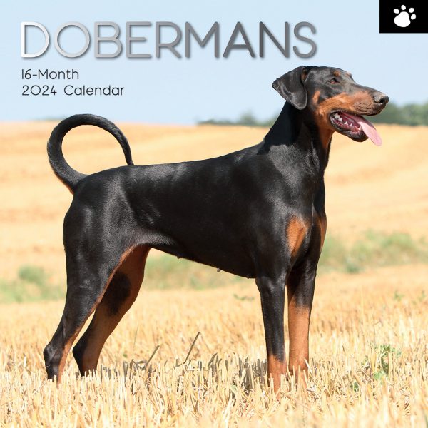 Dobermans – 2024 Square Wall Calendar Pets Dog 16 Month Premium Planner New Year