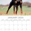 Dobermans – 2024 Square Wall Calendar Pets Dog 16 Month Premium Planner New Year