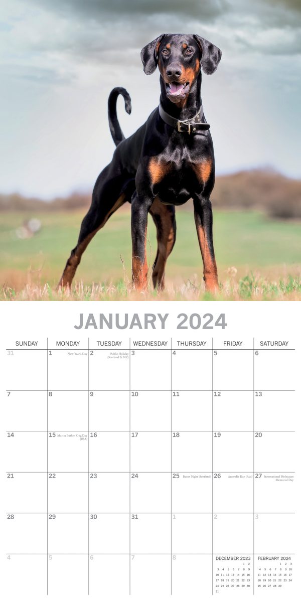 Dobermans – 2024 Square Wall Calendar Pets Dog 16 Month Premium Planner New Year