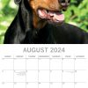 Dobermans – 2024 Square Wall Calendar Pets Dog 16 Month Premium Planner New Year