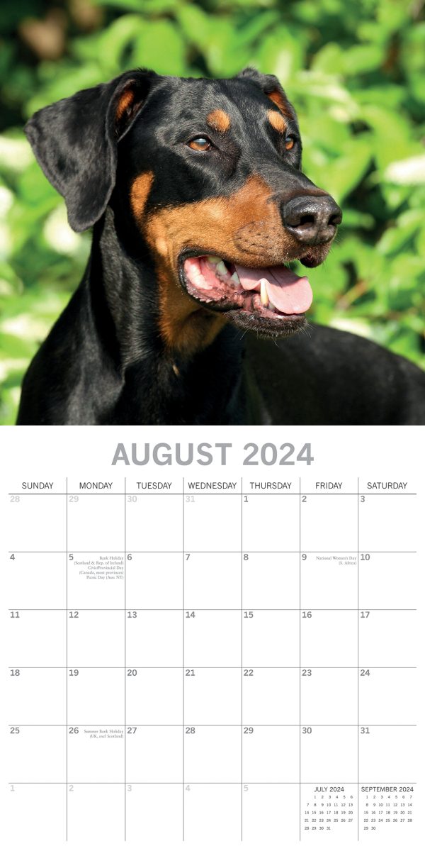 Dobermans – 2024 Square Wall Calendar Pets Dog 16 Month Premium Planner New Year