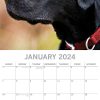 Labradors 2024 Square Wall Calendar Pets Dog 16 Months Premium Planner New Year