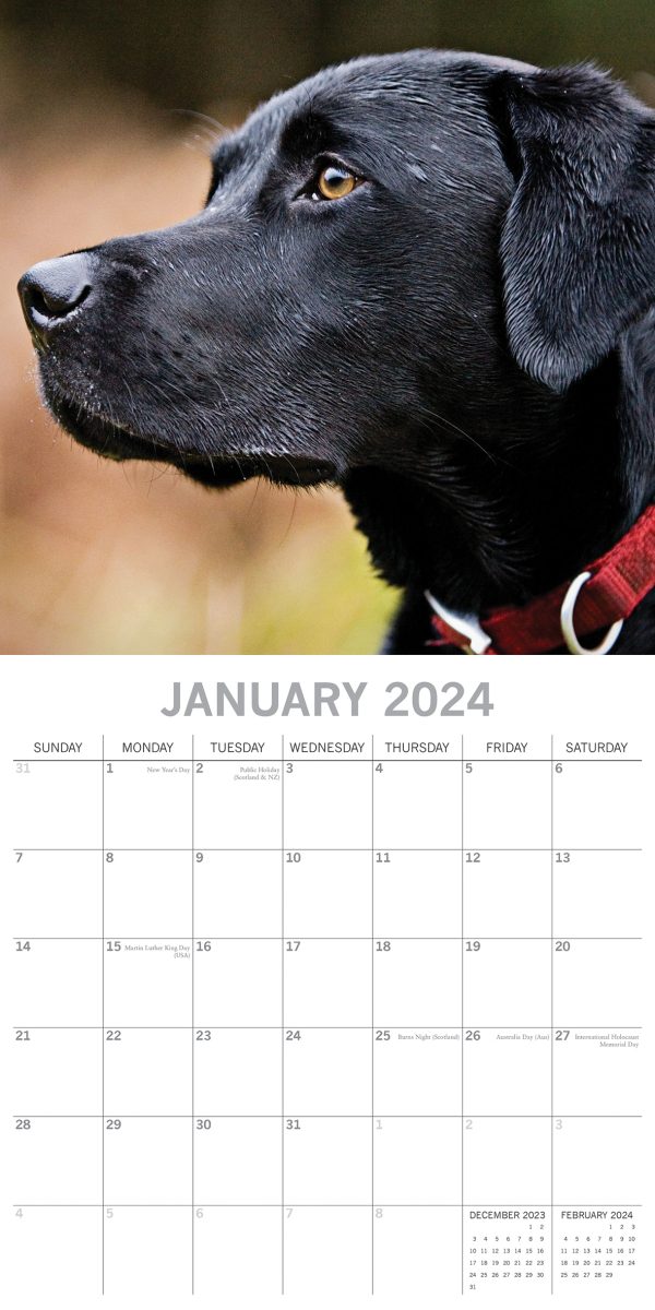 Labradors 2024 Square Wall Calendar Pets Dog 16 Months Premium Planner New Year