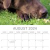 Labradors 2024 Square Wall Calendar Pets Dog 16 Months Premium Planner New Year