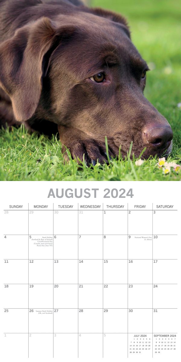 Labradors 2024 Square Wall Calendar Pets Dog 16 Months Premium Planner New Year