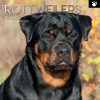 Rottweilers 2024 Square Wall Calendar Pets Dog 16 Month Premium Planner New Year