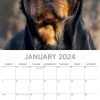 Rottweilers 2024 Square Wall Calendar Pets Dog 16 Month Premium Planner New Year