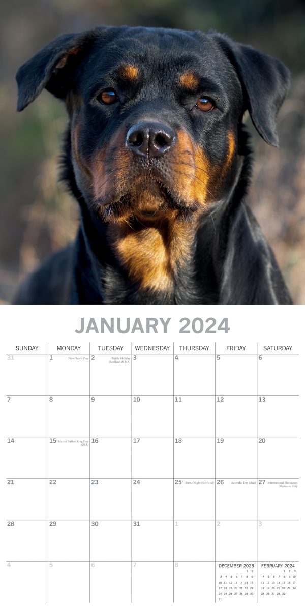 Rottweilers 2024 Square Wall Calendar Pets Dog 16 Month Premium Planner New Year