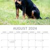 Rottweilers 2024 Square Wall Calendar Pets Dog 16 Month Premium Planner New Year