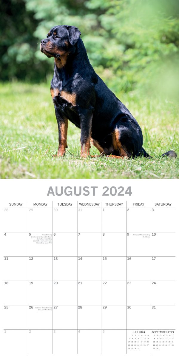 Rottweilers 2024 Square Wall Calendar Pets Dog 16 Month Premium Planner New Year