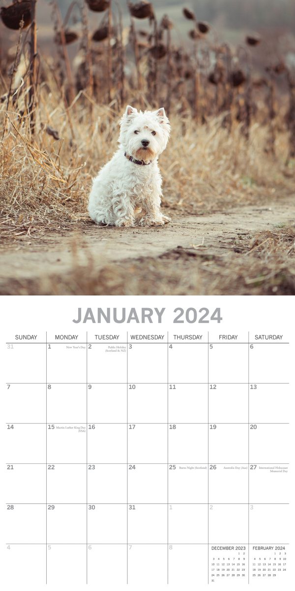 West Highland White Terriers 2024 Square Wall Calendar Pets Dog 16 Month Planner